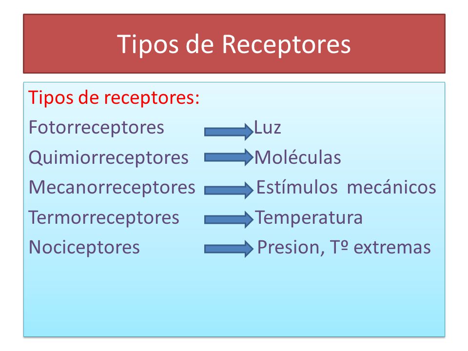 Tipos de Receptores
