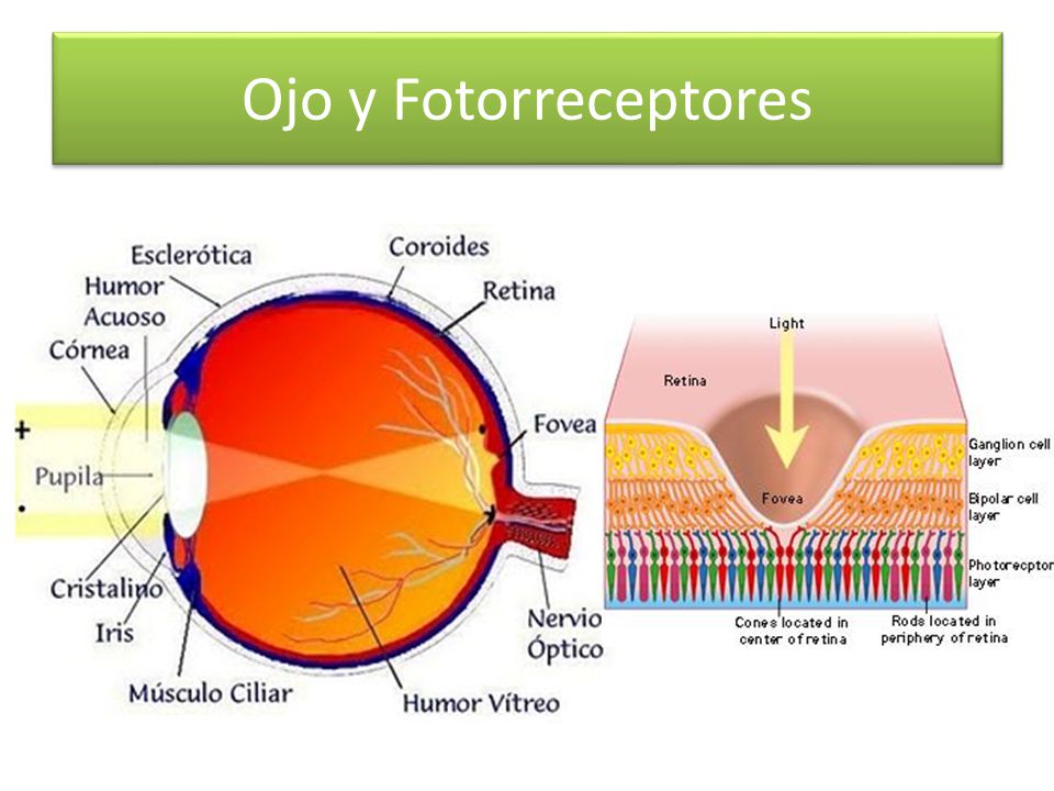 Ojo y Fotorreceptores