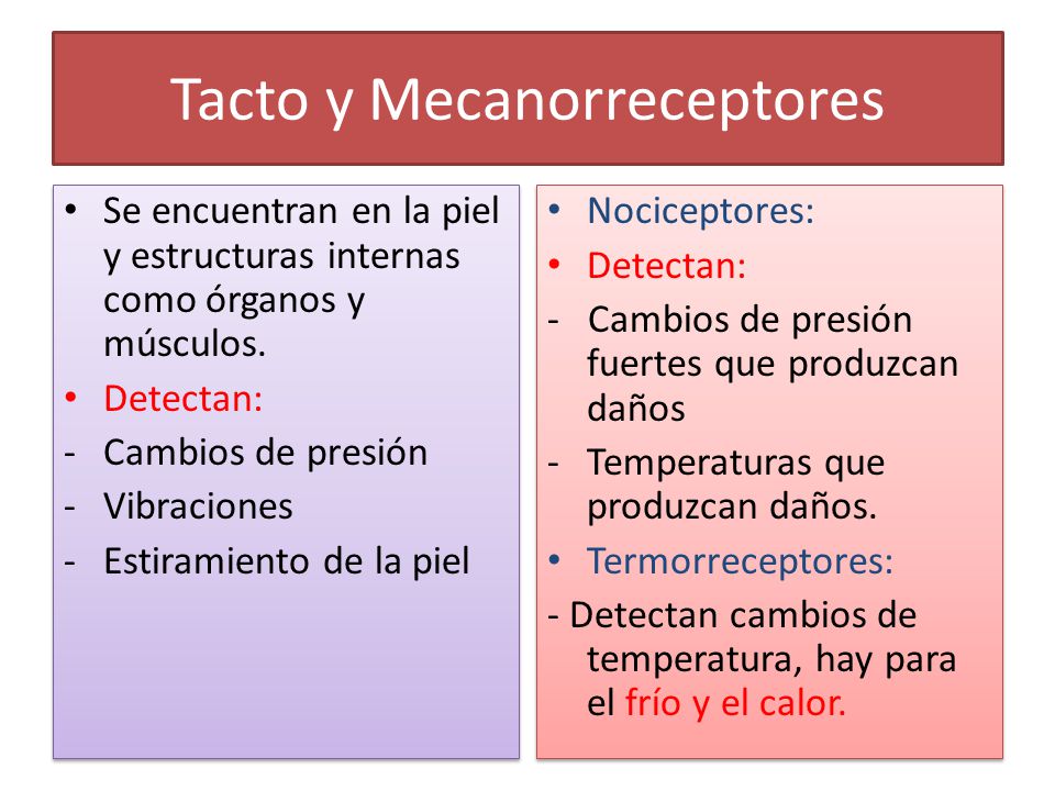 Tacto y Mecanorreceptores