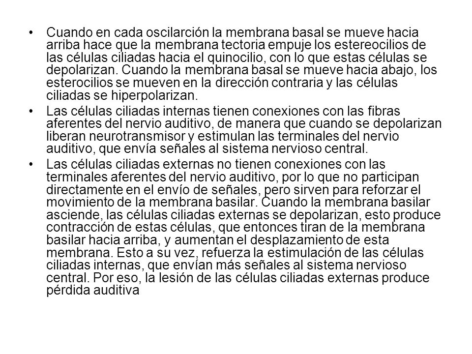 Cuando en cada oscilarción la membrana basal se mueve hacia arriba hace que la membrana tectoria empuje los estereocilios de las células ciliadas hacia el quinocilio, con lo que estas células se depolarizan. Cuando la membrana basal se mueve hacia abajo, los esterocilios se mueven en la dirección contraria y las células ciliadas se hiperpolarizan.