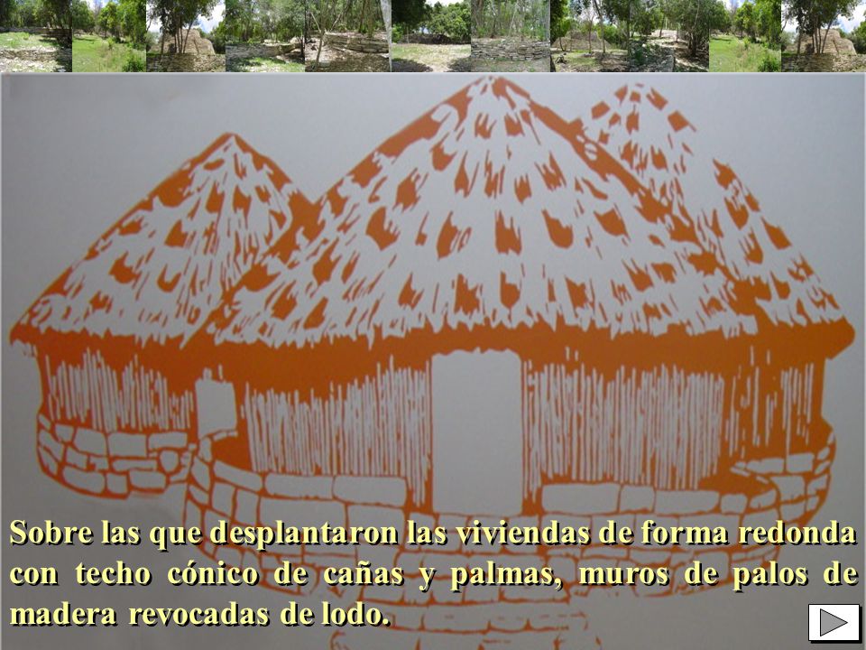 Sobre las que desplantaron las viviendas de forma redonda con techo cónico de cañas y palmas, muros de palos de madera revocadas de lodo.