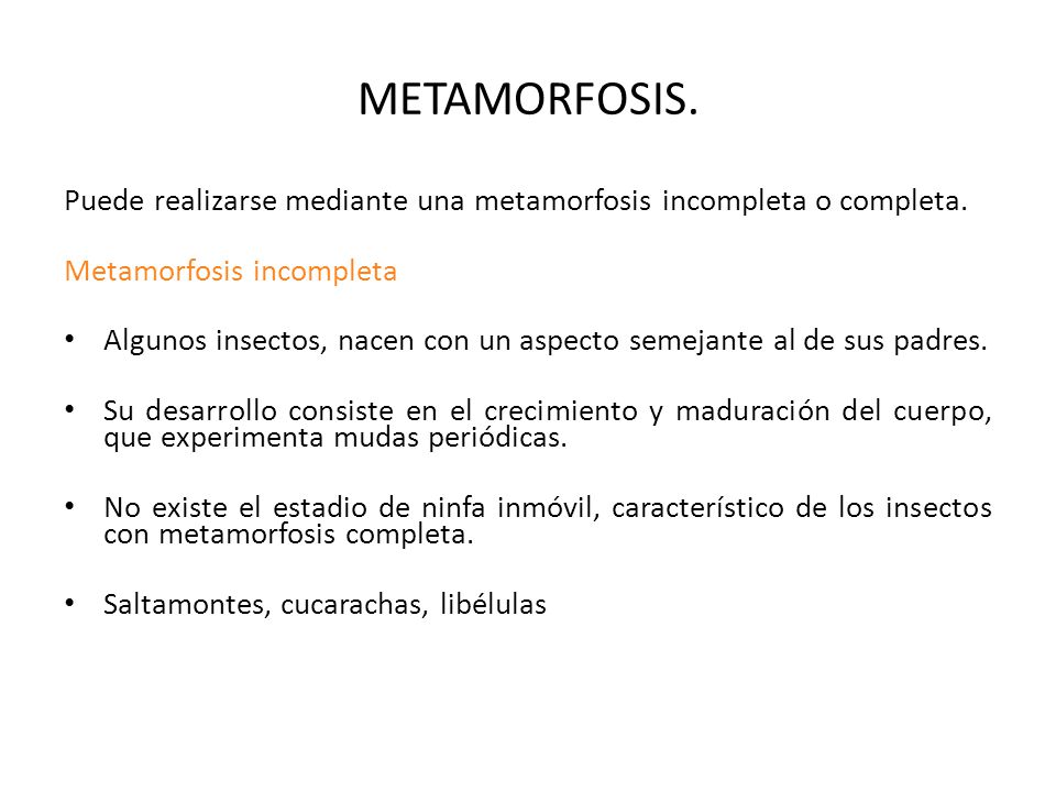 METAMORFOSIS. Puede realizarse mediante una metamorfosis incompleta o completa. Metamorfosis incompleta.