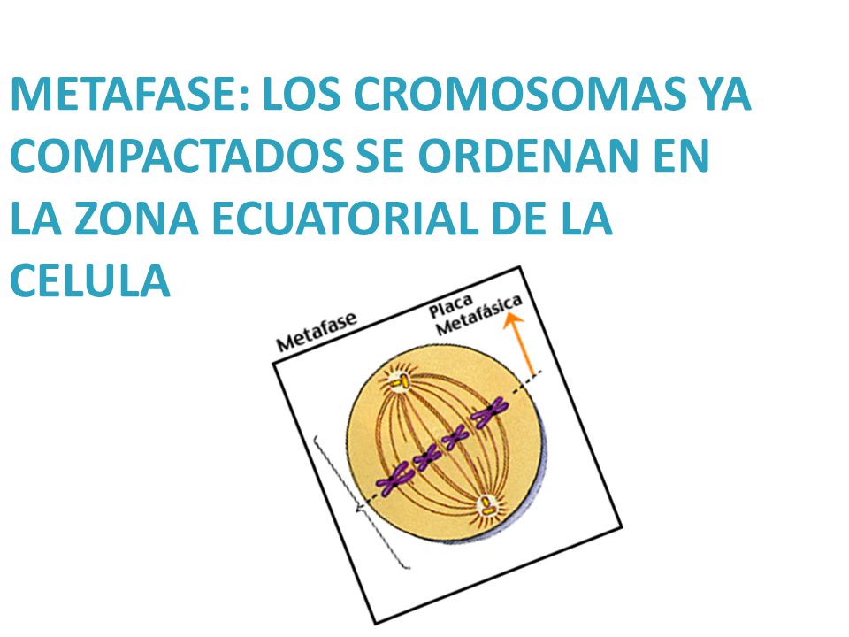 METAFASE: LOS CROMOSOMAS YA COMPACTADOS SE ORDENAN EN LA ZONA ECUATORIAL DE LA CELULA