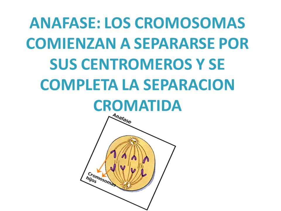 ANAFASE: LOS CROMOSOMAS COMIENZAN A SEPARARSE POR SUS CENTROMEROS Y SE COMPLETA LA SEPARACION CROMATIDA