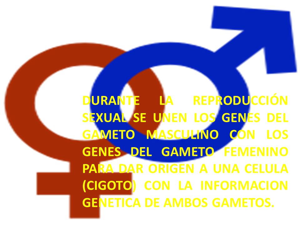 DURANTE la reproducción sexual SE UNEN LOS GENES DEL GAMETO MASCULINO CON LOS GENES DEL GAMETO FEMENINO PARA DAR ORIGEN A UNA CELULA (CIGOTO) CON LA INFORMACION GENETICA DE AMBOS GAMETOS.
