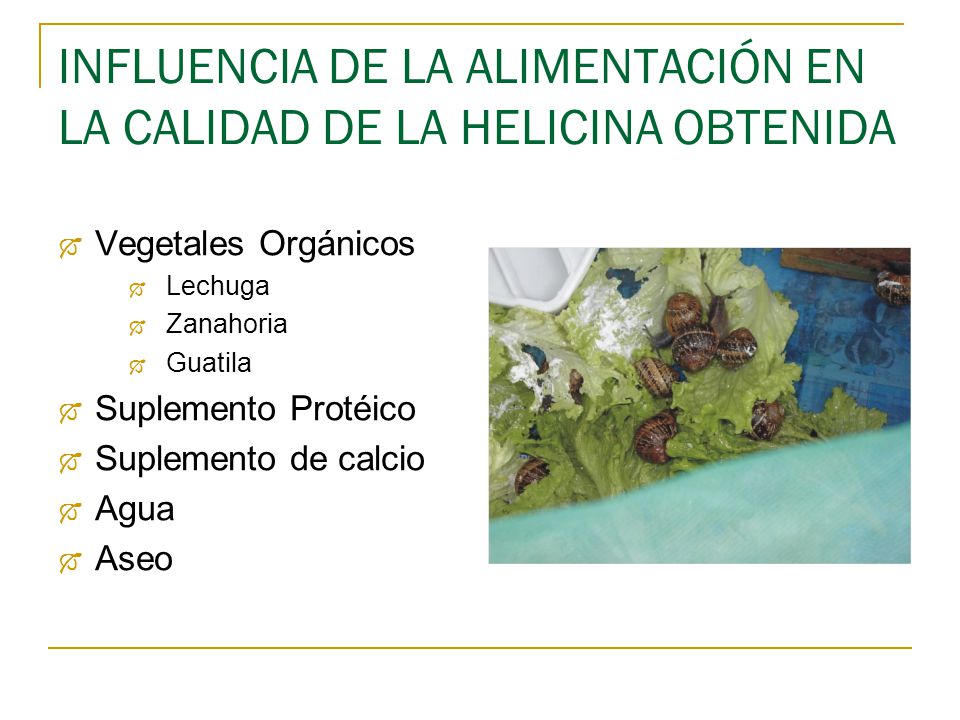 INFLUENCIA DE LA ALIMENTACIÓN EN LA CALIDAD DE LA HELICINA OBTENIDA