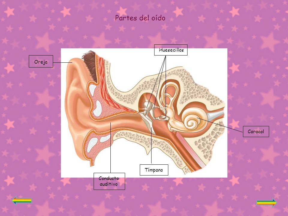 Partes del oído Huesecillos Oreja Caracol Tímpano Conducto auditivo