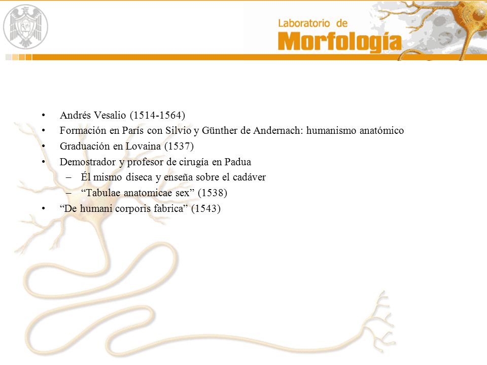 Andrés Vesalio ( ) Formación en París con Silvio y Günther de Andernach: humanismo anatómico.