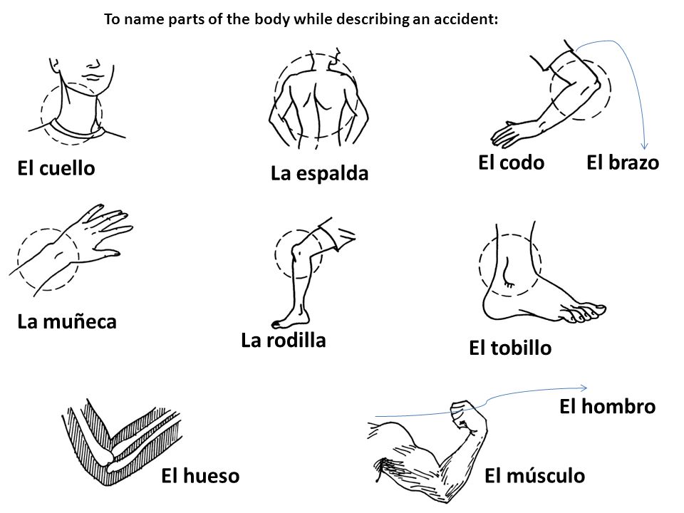 El codo El brazo El cuello La espalda La muñeca La rodilla El tobillo