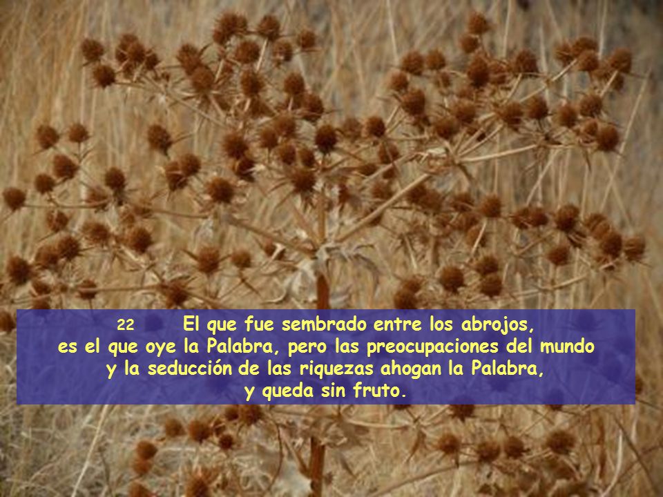 es el que oye la Palabra, pero las preocupaciones del mundo