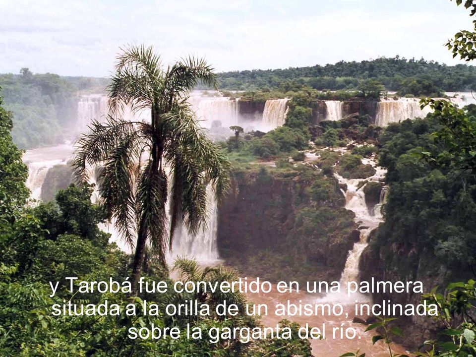 y Tarobá fue convertido en una palmera situada a la orilla de un abismo, inclinada sobre la garganta del río.