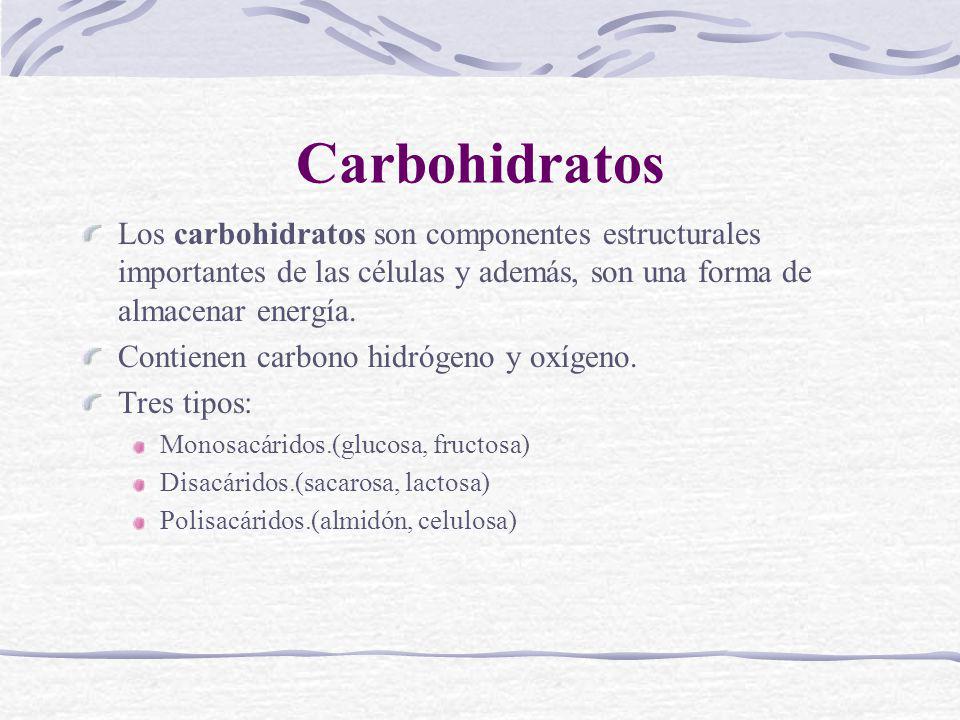 Carbohidratos Los carbohidratos son componentes estructurales importantes de las células y además, son una forma de almacenar energía.
