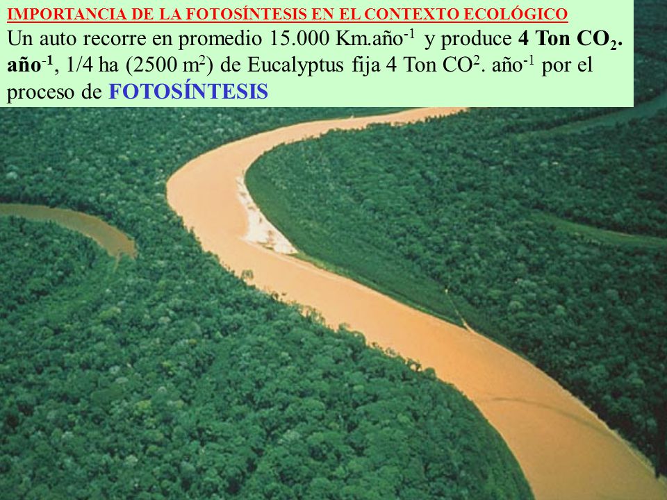 IMPORTANCIA DE LA FOTOSÍNTESIS EN EL CONTEXTO ECOLÓGICO