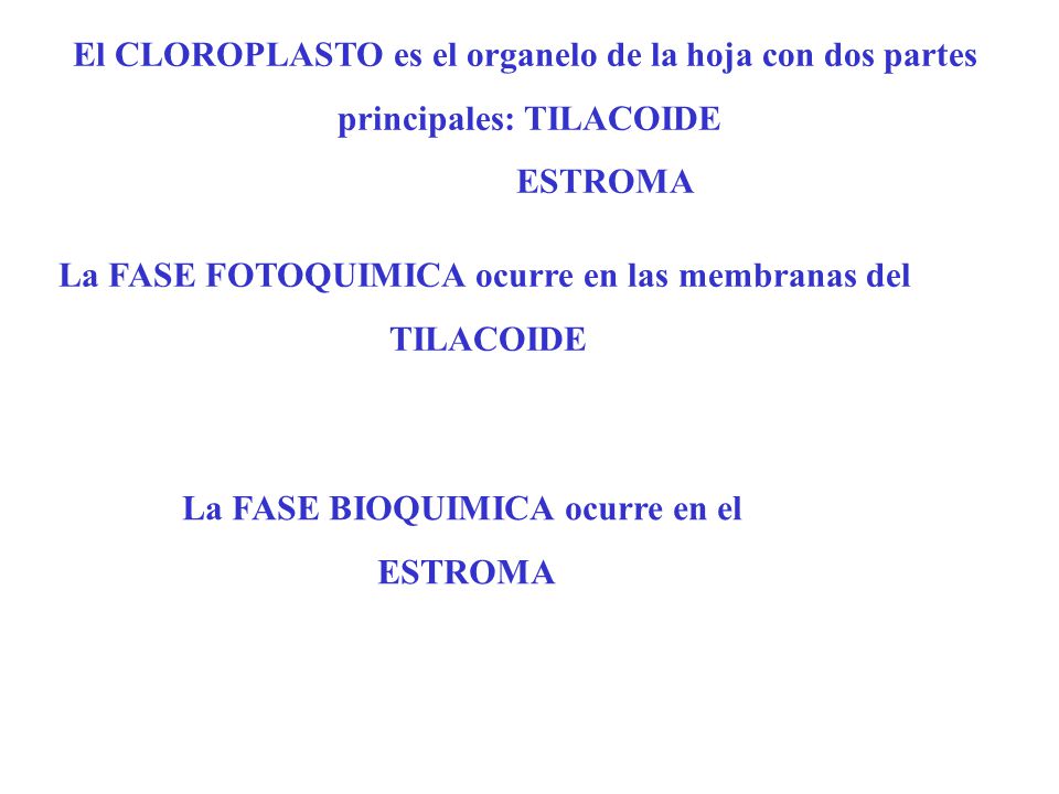 El CLOROPLASTO es el organelo de la hoja con dos partes