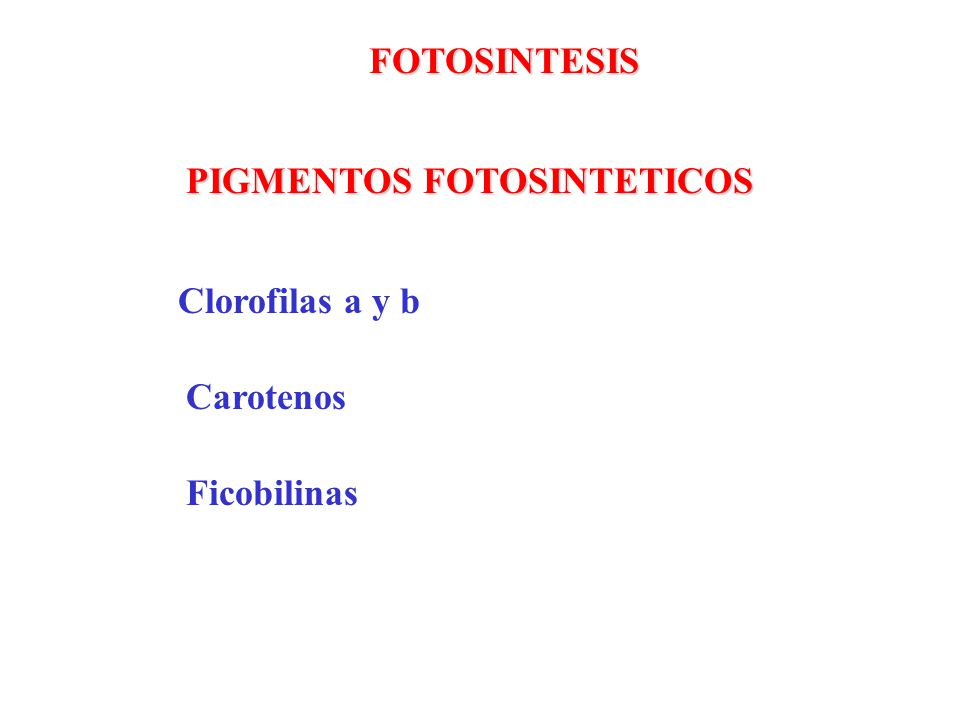 FOTOSINTESIS PIGMENTOS FOTOSINTETICOS Clorofilas a y b Carotenos Ficobilinas