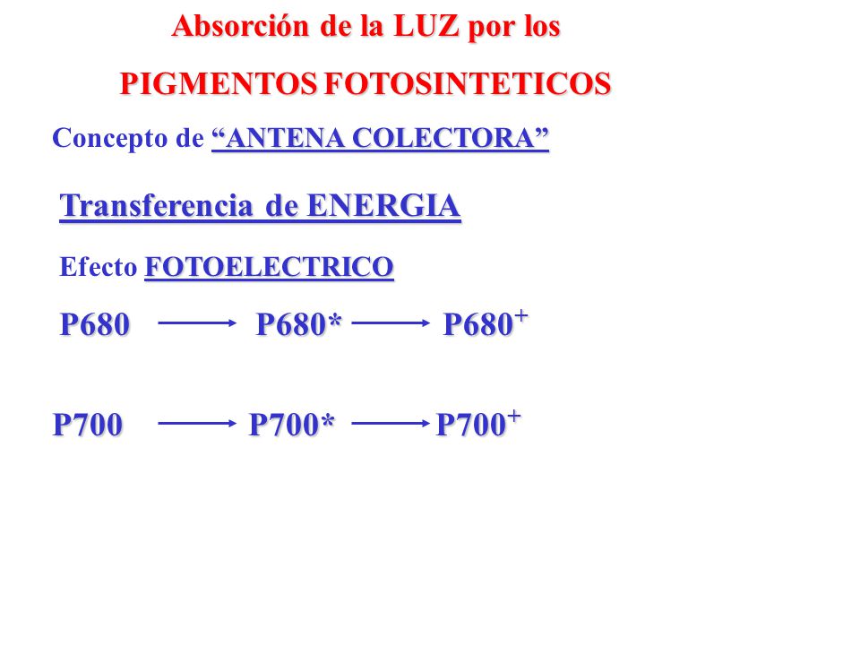 Absorción de la LUZ por los PIGMENTOS FOTOSINTETICOS