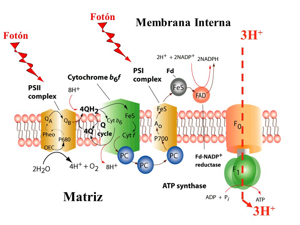 Fotón Membrana Interna Estroma 3H+ Fotón Matriz Lumen Tilacoide 3H+