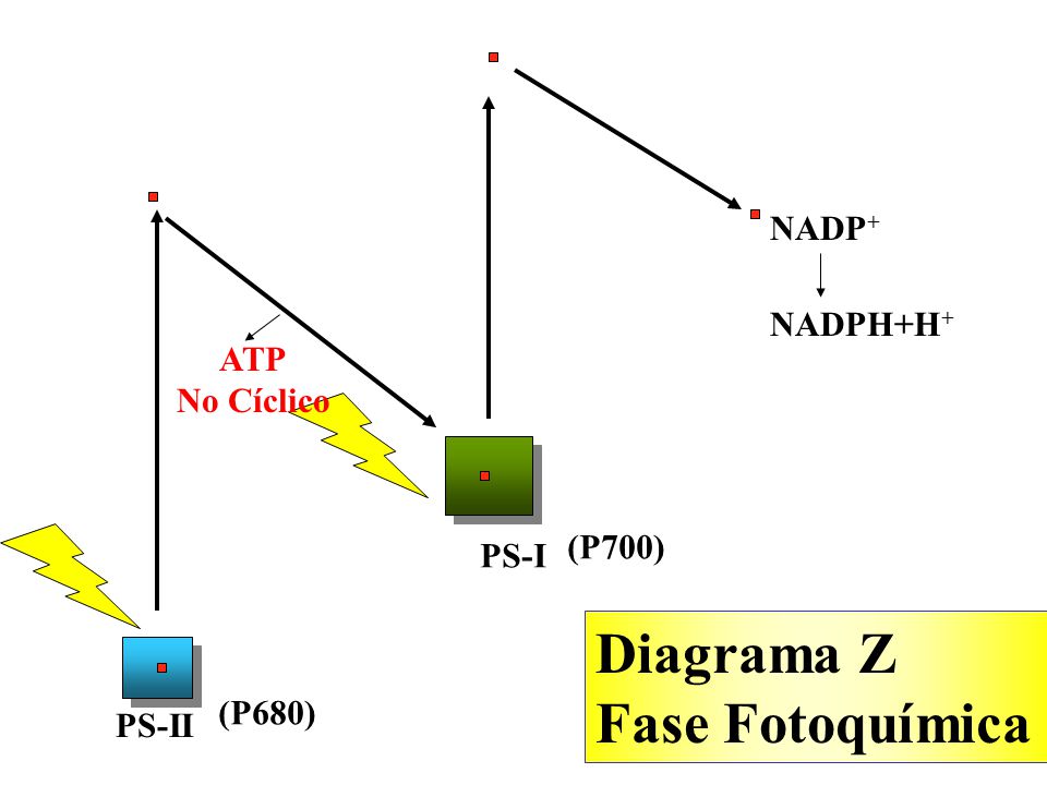 Diagrama Z Fase Fotoquímica NADP+ NADPH+H+ ATP No Cíclico (P700) PS-I