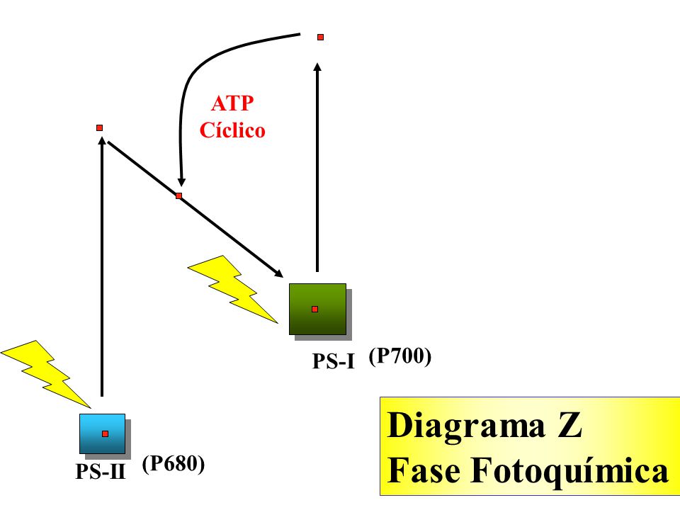 ATP Cíclico (P700) PS-I Diagrama Z Fase Fotoquímica (P680) PS-II