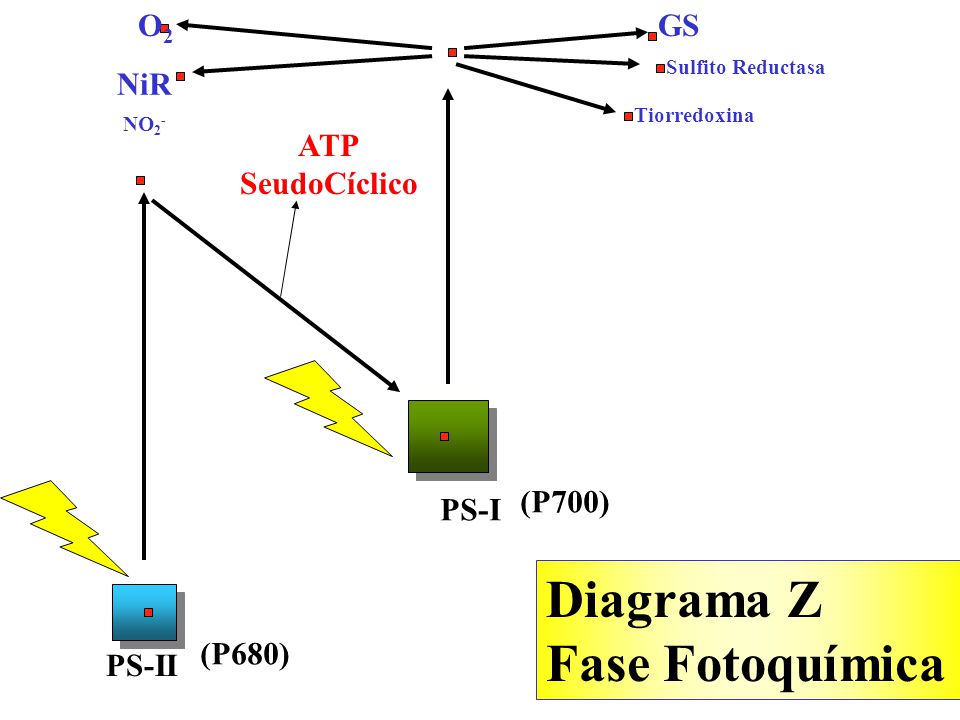 Diagrama Z Fase Fotoquímica O2 GS NiR ATP SeudoCíclico (P700) PS-I