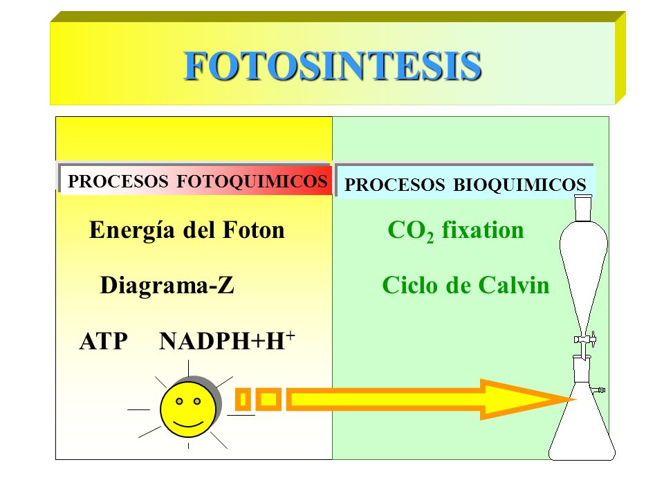 FOTOSINTESIS Energía del Foton CO2 fixation Diagrama-Z Ciclo de Calvin