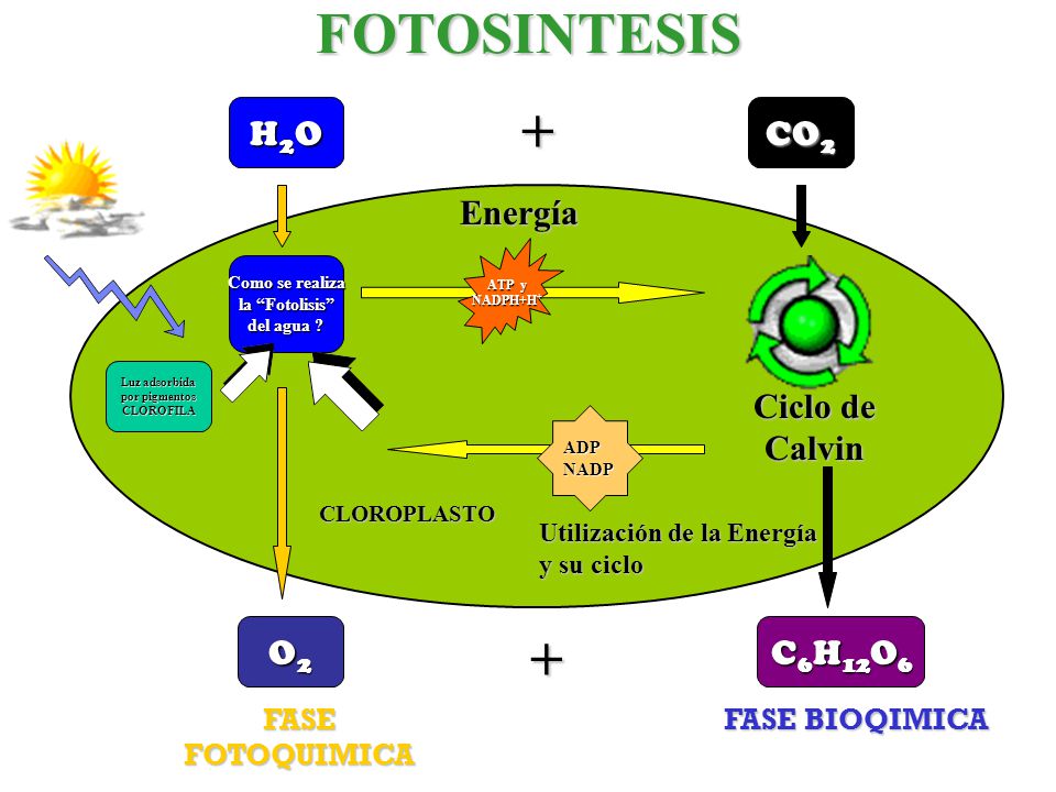 FOTOSINTESIS + + H2O CO2 Energía Ciclo de Calvin O2 C6H12O6