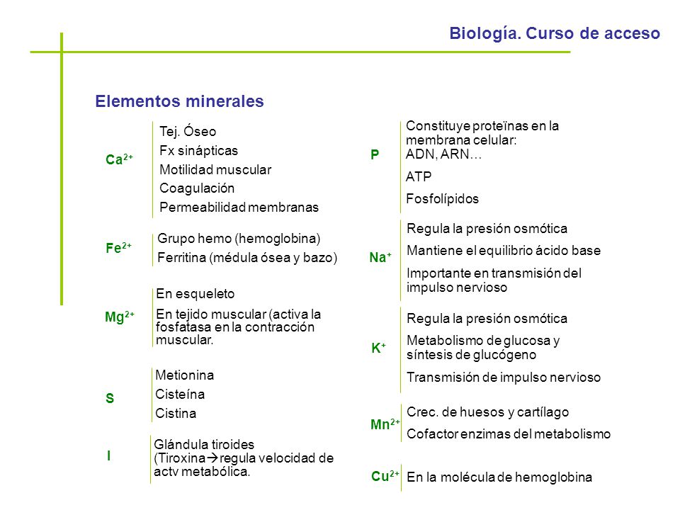 Elementos minerales Constituye proteïnas en la membrana celular: ADN, ARN… ATP. Fosfolípidos. Tej. Óseo.