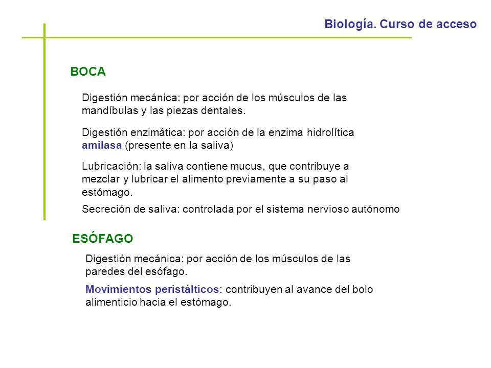 BOCA Digestión mecánica: por acción de los músculos de las mandíbulas y las piezas dentales.