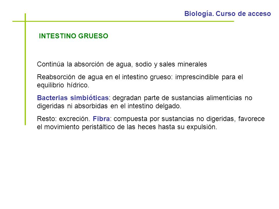 INTESTINO GRUESO Continúa la absorción de agua, sodio y sales minerales.