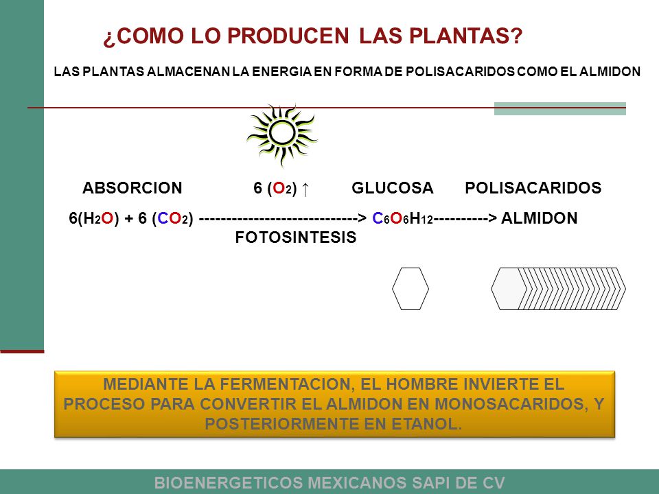¿COMO LO PRODUCEN LAS PLANTAS