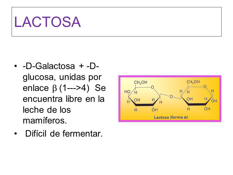 LACTOSA -D-Galactosa + -D-glucosa, unidas por enlace b (1--->4) Se encuentra libre en la leche de los mamíferos.