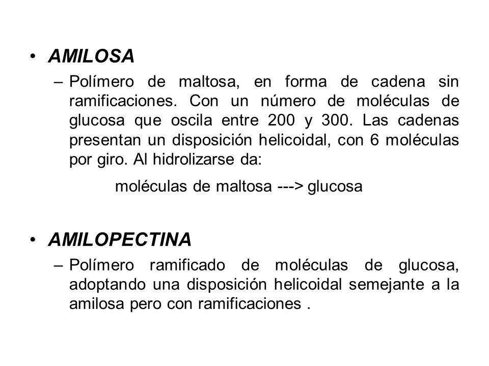 moléculas de maltosa ---> glucosa AMILOPECTINA