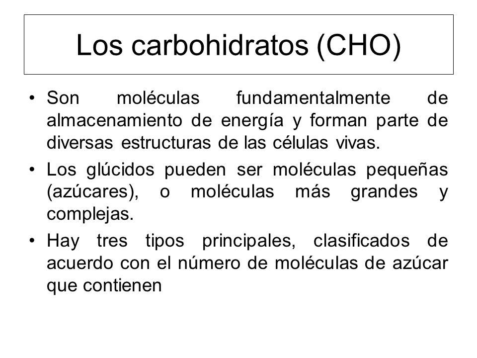 Los carbohidratos (CHO)