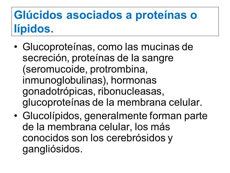Glúcidos asociados a proteínas o lípidos.