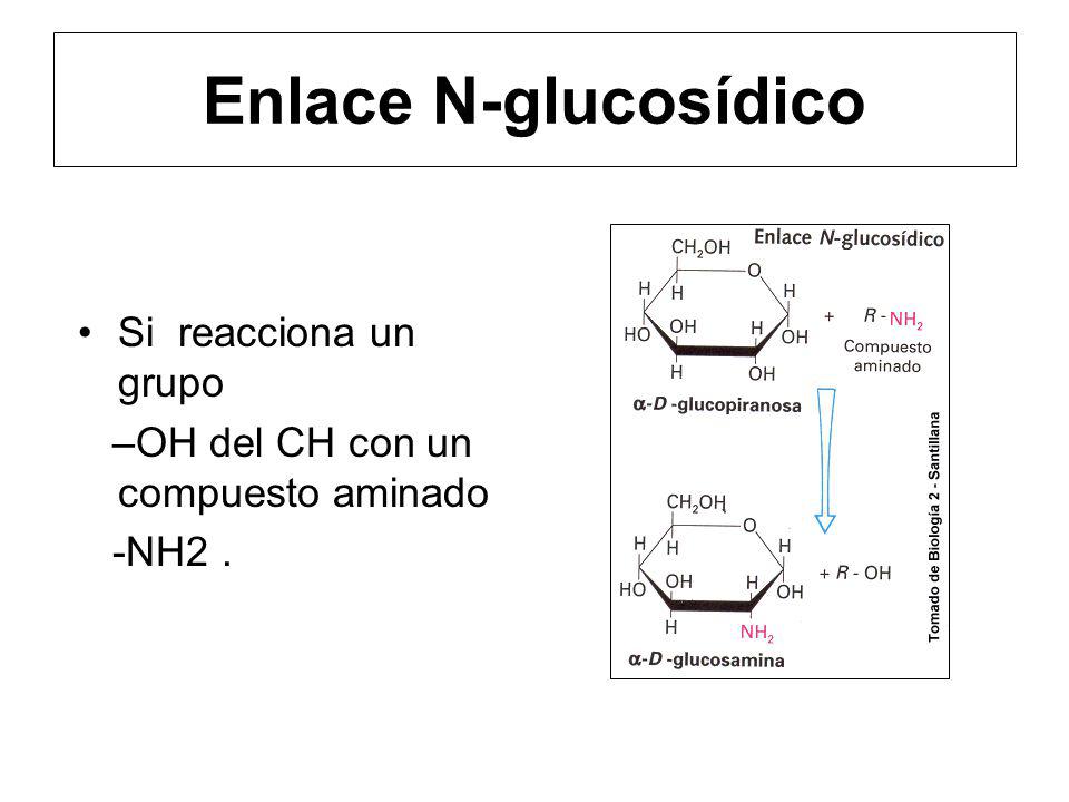 Enlace N-glucosídico Si reacciona un grupo