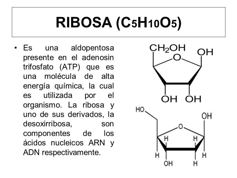 RIBOSA (C5H10O5)