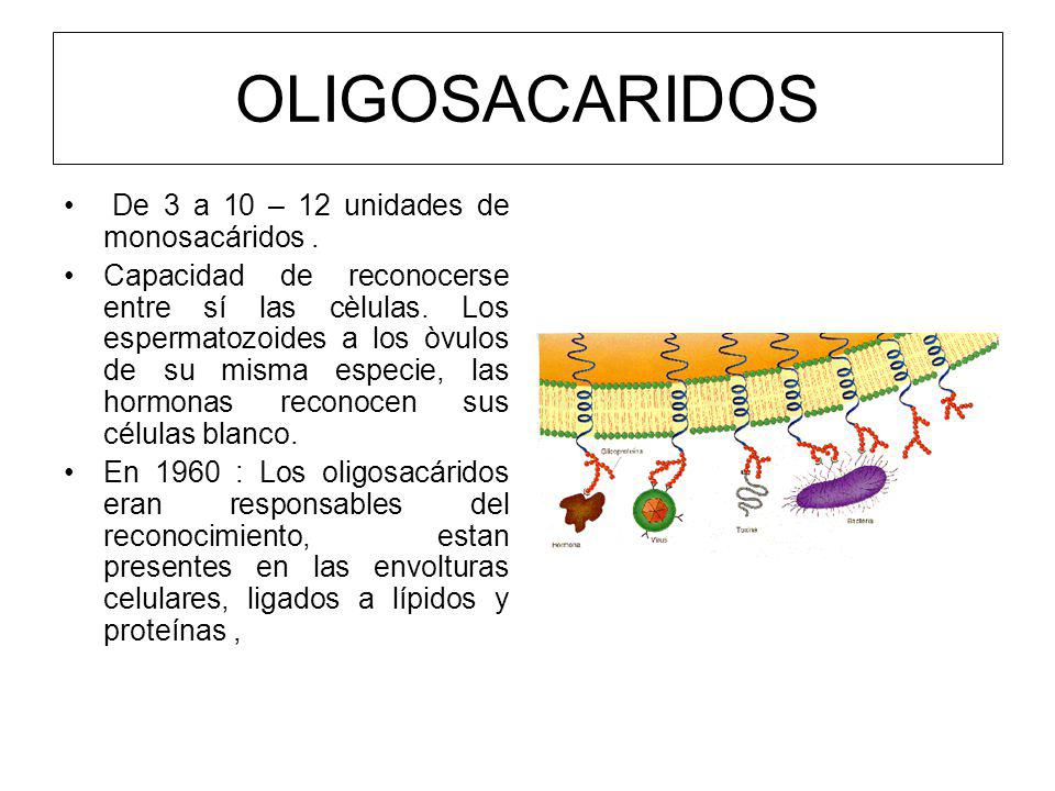 OLIGOSACARIDOS De 3 a 10 – 12 unidades de monosacáridos .