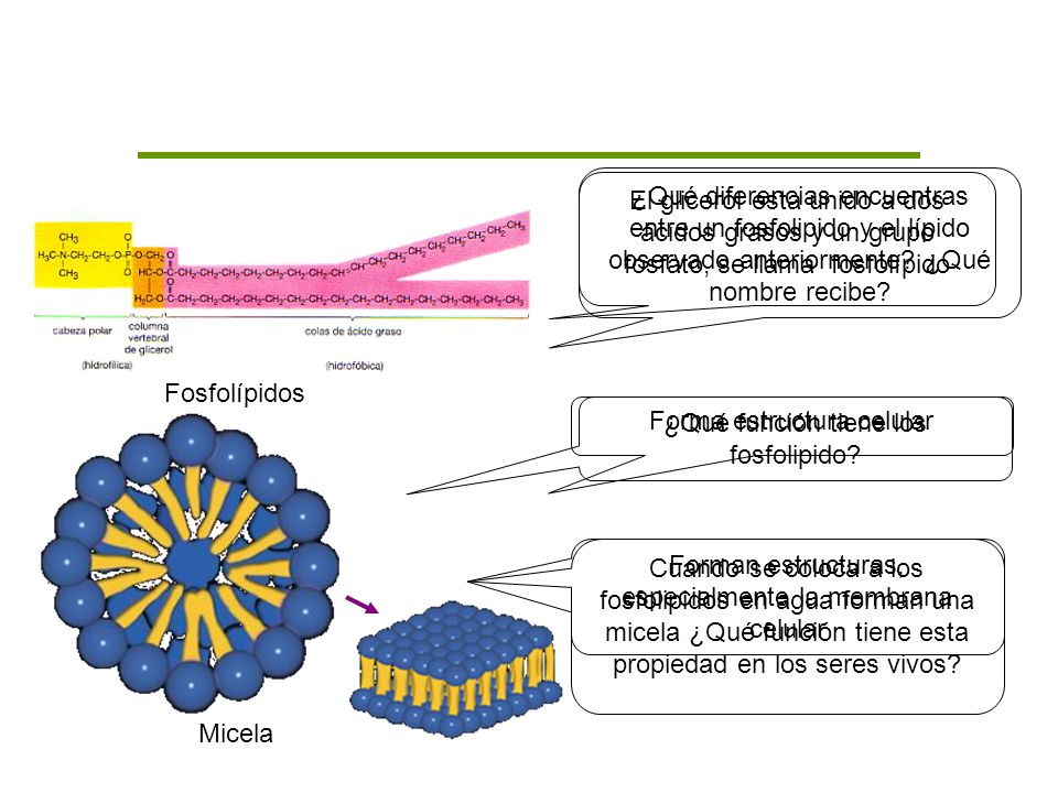 Forma estructura celular ¿Qué función tiene los fosfolipido