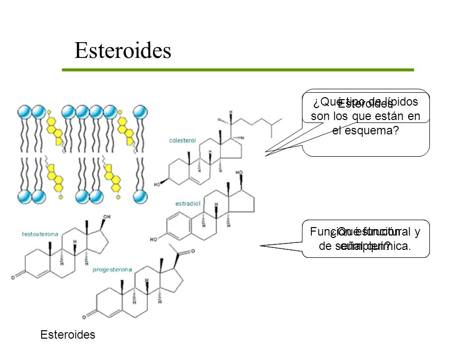 Esteroides ¿Qué tipo de lípidos son los que están en el esquema