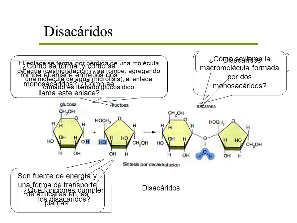Disacáridos ¿Cómo se llama la macromolécula formada por dos monosacáridos Disacáridos.