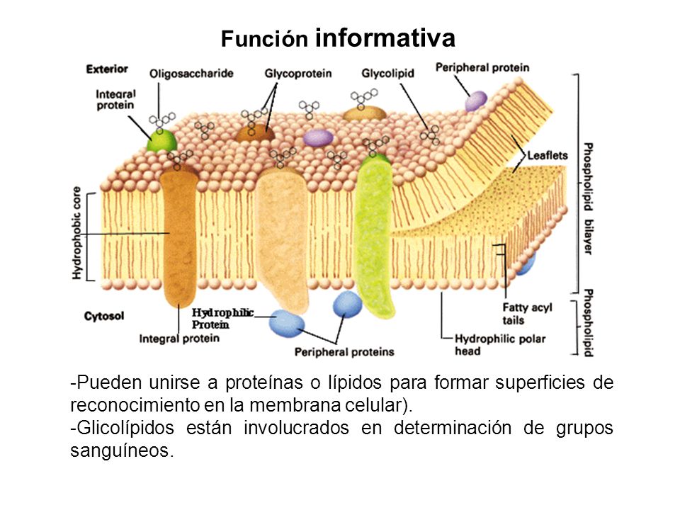 Función informativa -Pueden unirse a proteínas o lípidos para formar superficies de reconocimiento en la membrana celular).