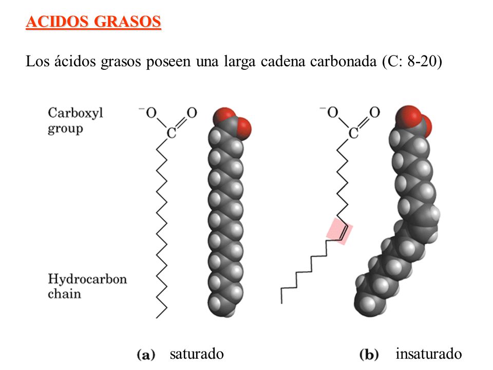 ACIDOS GRASOS Los ácidos grasos poseen una larga cadena carbonada (C: 8-20) saturado insaturado