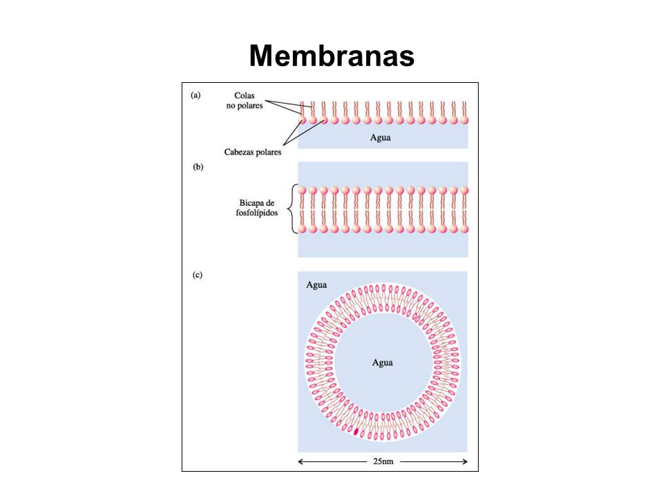 Membranas