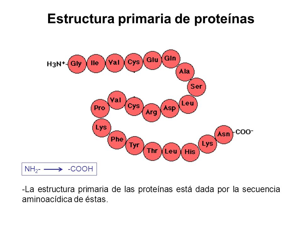 Estructura primaria de proteínas