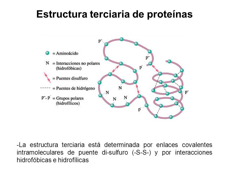 Estructura terciaria de proteínas