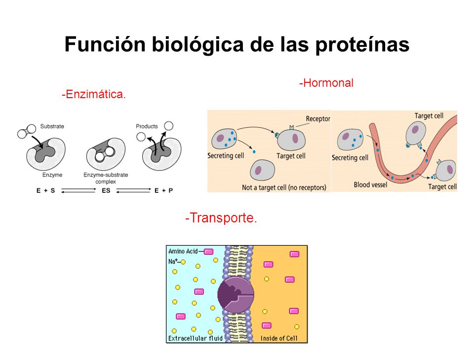 Función biológica de las proteínas