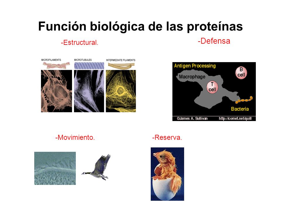 Función biológica de las proteínas