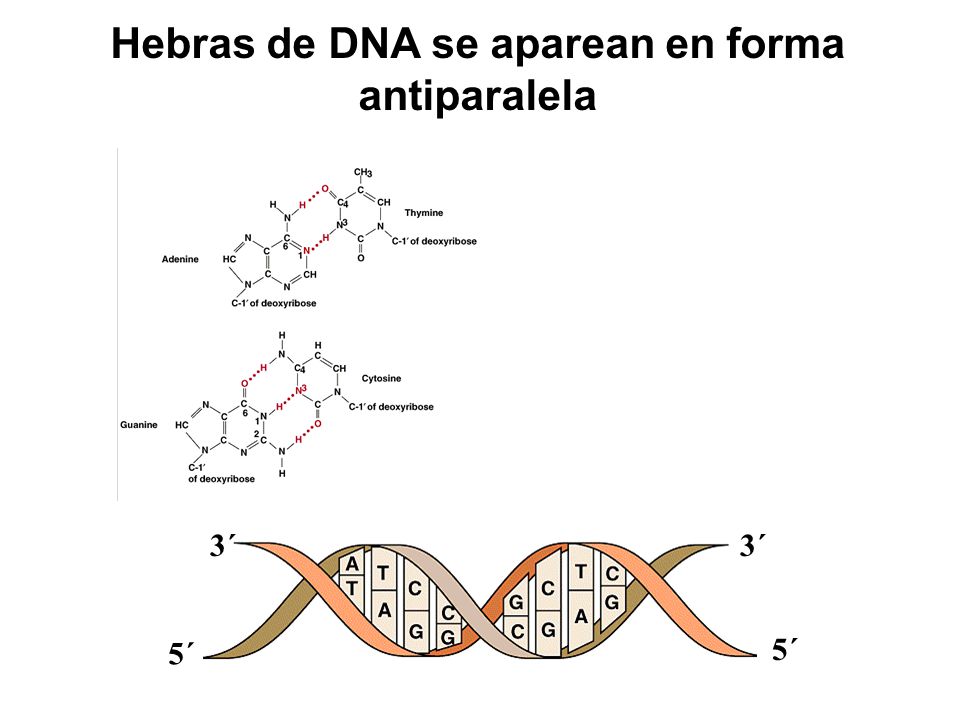 Hebras de DNA se aparean en forma antiparalela
