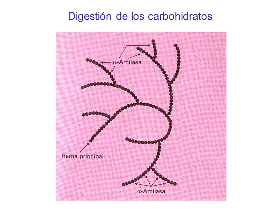 Digestión de los carbohidratos
