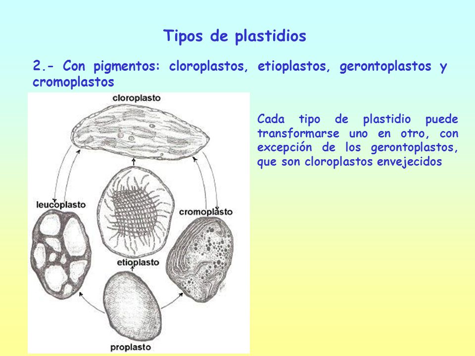 Tipos de plastidios 2.- Con pigmentos: cloroplastos, etioplastos, gerontoplastos y cromoplastos.